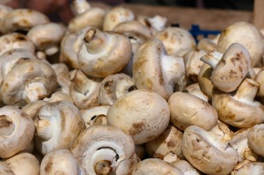 Bereketli beyaz mantarlar, olgun sonbahar günlerinde canlı bir çiftçi pazarında, toprak tonları ve dokularını sergilemek için kırsal ahşap bir masada bir araya gelirler..
