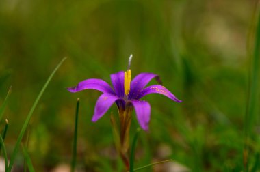 Göz kamaştırıcı bir mor kır çiçeği dimdik ayakta duruyor, narin taç yapraklarını canlı yeşil çimenlerin üzerinde sergiliyor..