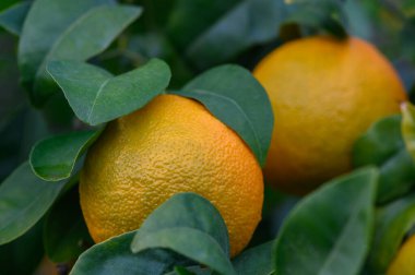 Sulu portakallar yemyeşil dallardan sarkır, sakin bir öğleden sonra güneşin altında güneşlenirler..