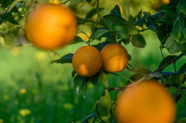 Olgun portakallar canlı yeşil yapraklardan zarif bir şekilde sarkır, huzurlu bir meyve bahçesindeki sıcak güneş ışığıyla aydınlatılır..