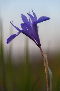 Çarpıcı bir mor çiçek topraktan zarif bir şekilde yükselir. Narin yaprakları, batan güneşin ılık parıltısına doğru uzanır. Doğanın güzelliği her ayrıntıda parlar..
