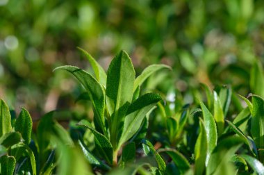 Taze yeşil çay yaprakları canlı bir fidanlıkta, parlak güneşe doğru uzanır, yemyeşil yapraklarla çevrili, huzurlu ve huzurlu bir atmosfer yaratır..