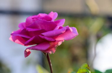 Kıbrıs 'ta huzurlu bir bahçede açan narin pembe bir gül. Yumuşak yapraklar ve zengin renkler Akdeniz güzelliğinin ve huzurunun özünü yansıtıyor..
