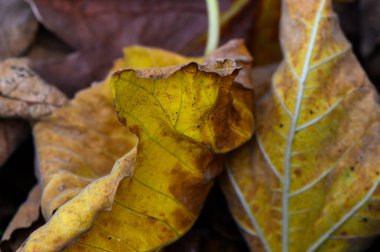 Altın ve kahverengi yapraklar orman zemininde usulca kaynaşır, sakin bir sonbahar akşamının özünü yakalar..