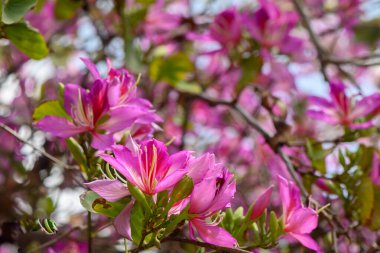 Renklerle dolup taşan narin pembe çiçekler, sıcak güneş ışığıyla ışıldayan dallarda şatafatlı bir şekilde açar. Doğa canlanıyor, bu huzurlu bahçe ortamında baharın güzelliğini kutluyor..