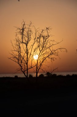 Kıbrıs 'taki Akdeniz kıyısındaki ağaç dallarından süzülen altın gün batımı ışığı, huzurlu ve manzaralı bir atmosfer yaratıyor..