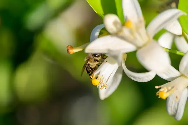 Çiçek açan bir portakal çiçeğinin makro çekimi yumuşak beyaz taç yaprakları ve sarı pudingleri sergiliyor. Güzelliğini vurgulamak için doğal ışıkta yakalanmış..