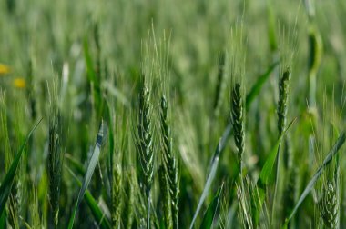 Buğday sapları güneşe doğru uzanır, parlak yeşil renkleri parlar. Hafif bir esinti, ılık ve güneşli bir günde doğanın güzelliğini gözler önüne seren bir dans yaratır..