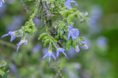 Yumuşak mavi çiçekler, sakin bir bahçe atmosferindeki canlı yeşil yapraklarla çevrelenmiş saplarında yavaşça sallanırlar..