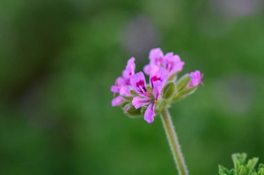 Yumuşak pembe çiçekler narin gövdelerden çıkar. Yumuşak bir bahçe ortamında canlı yeşil yapraklarla zıtlaşır. Hayranlık ve huzuru davet eder..
