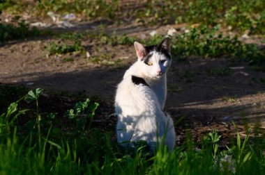 Meraklı bir kedi, güneşli bir öğleden sonra yeşilliğin ortasında pırıl pırıl parlayan gözleriyle arkasına bakar..