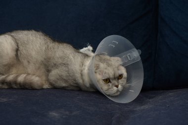 Narin gri bir paltoyla, lacivert bir kanepede uzanan kedi, veteriner randevusundan sonra külah tasması takıyor. Huzur içinde dinlenirken gözleri rahatsızlık ve merak karışımını yansıtıyor..