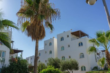 Bereketli palmiye ağaçları, çarpıcı beyaz bir mimari çerçevesi. Sıcak güneş ışığının tadını çıkarıyor. Huzurlu bir tatil ortamı yaratıyor..