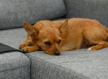Kırmızımsı kahverengi küçük bir köpek, yumuşak gri bir kanepede huzur içinde dinleniyor..