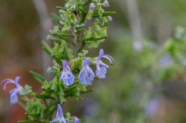 Mavi çiçekli canlı biberiye kuleleri, yumuşak öğleden sonra ışığında yeşilliklerle çevrili.