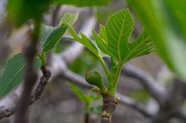 Taze incir ağacı büyümesi sabah ışığını yakalar. Canlı yapraklar açılır ve küçük yeşil bir incir gelişmeye başlar. Doğa bu huzurlu bahçe ortamında gelişiyor..