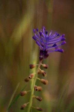 İnce yeşil otların üzerindeki güneş ışığına uzanan narin taç yapraklarıyla çarpıcı mor bir çiçek..