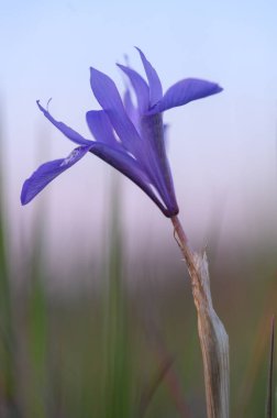 Narin mor yapraklar, sabah ışığında açılır, sakin bir açık havada, yumuşak yeşilliklerle çevrili..