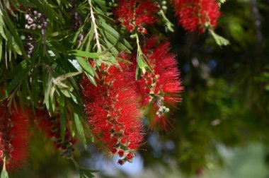 Parlak kırmızı şişe fırçası çiçeklerinin görkemli bir görüntüsü canlı yeşil yapraklarla çevrili bir daldan nazikçe sarkıyor. Güneş ışığı filtreler, neşeli bir atmosfer yaratır..