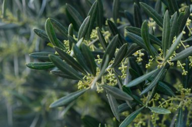 Huzurlu bir bahçeye kurulmuş, narin tomurcuklar ortaya çıkarken pırıl pırıl zeytin yaprakları baharın gelişini müjdeliyor. Doğa, yumuşak güneş ışığı altında bu huzurlu ortamda gelişir..