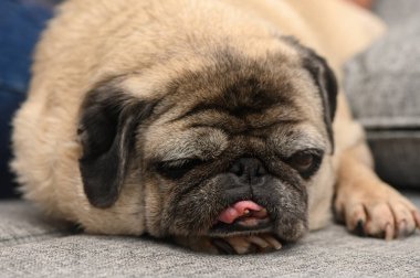 Yumuşak bir kanepede uzanan gevşek bir köpek kürkü hafifçe dalgalanıyor. Dili dışarı fırlamış, sevimli köpek rahat oturma odasının sakin atmosferinin tadını çıkarırken huzurlu bir titreşim yayıyor..