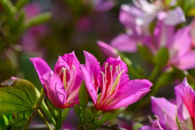 Canlı bir bahçede güneşe doğru açılan narin pembe yapraklar. Arılar kanat çırpar, sakin bahar atmosferine hayat katar. Kokulu çiçeklerle dolu..