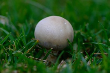 Canlı yeşil çimlerin üzerinde dimdik duran tek bir mantar. Doğanın güzelliğini yakalayan bu sahne bitki örtüsü, orman ve doğal büyümeyle ilgili konular için mükemmel.
