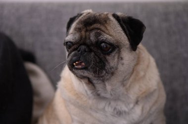 Neşeli bir köpek rahat bir şekilde yumuşak bir kanepede oturur, rahat bir oturma odasının atmosferinde huzur içinde..