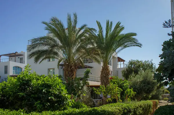 Modern bir villa canlı yeşilliklerle çevrili, yüksek palmiyeler ve berrak gökyüzünün altında sakin manzaralar barındırıyor..