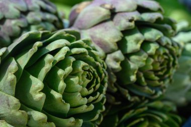 Baharda canlı bir çiftçi pazarında taze enginar kümeleri yemyeşil renkleri ve karmaşık tabakalarıyla göze çarpar. Müşterileri aşçılık potansiyellerini keşfetmeye davet ederler..