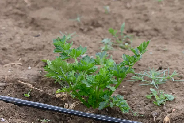 Yumuşak toprak ve yeşilliklerle çevrili verimli kereviz bitkileri topraktan çıkar. Siyah bir sulama çizgisi bahçede süzülür ve büyümelerini mükemmel bir güneş ışığı altında sağlar..