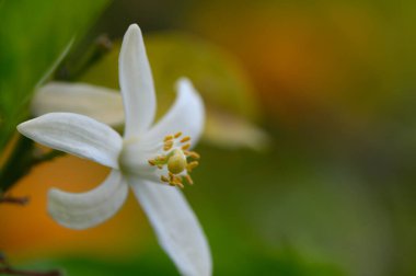 El değmemiş beyaz bir çiçek yapraklarını güneşin sıcaklığına açar, yemyeşil yapraklarla çevrili ve arka planda bir renk bulanıklığı, ilkbaharda doğanın güzelliğini kutlar..
