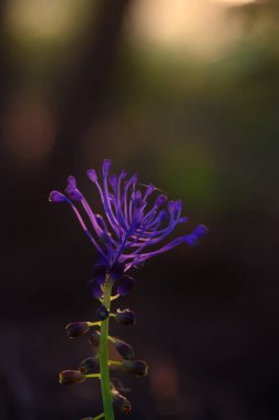 Göz kamaştırıcı mor bir çiçek dimdik ayakta duruyor, alacakaranlık sakin yaşam alanına yaklaşırken ılık ışıkla aydınlanıyor..