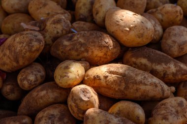 Taze hasat edilmiş patatesler güneş ışığıyla ısıtılarak bir araya getirilip sergilenmiş toprak dokuları ve doğal güzellikler sergileniyordu..