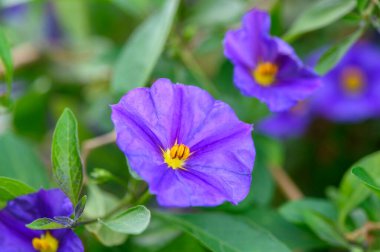 Bahçede hayat fışkırıyor. Mor renkli çiçekler güzelliklerini sergiliyor. Etrafı yemyeşil yapraklarla çevrili..