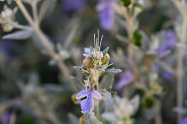 Mor ve yeşilin yumuşak renkleri güneş ışığında açan narin çiçekler gibi sakin bir atmosfer yaratır. Bahçe yaşamla uğulduyor, doğanın zarif sanatını ve güzelliğini gözler önüne seriyor..