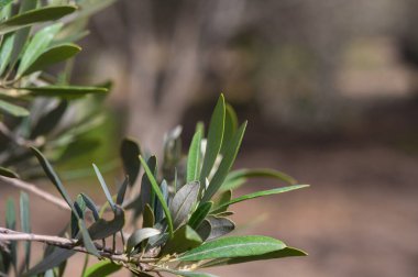 Güneş ışığı yeşil yapraklarının üzerinde dans ederken zeytin dalları hayat doluyor ve sakin bir bahçede sakin bir atmosfer yaratıyor. Doğa bu güzel anda gelişir..