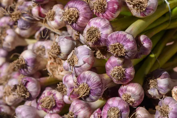 Canlı taze toplanmış sarımsak soğanı kümeleri birlikte dinleniyor, mor derileri yerel bir pazarda güneşin altında parlıyor. Toprağın kokusu ve tazelik havayı dolduruyor..