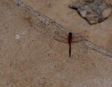 Kıbrıs 'taki Taş Merdivenlere Dinlenen Yusufçuk