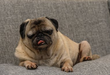 Yumuşak Koltukta Uyuyan Yaşlı Pug