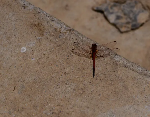 Kıbrıs 'taki Taş Merdivenlere Dinlenen Yusufçuk