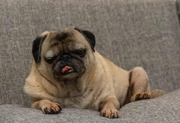 Yumuşak Koltukta Uyuyan Yaşlı Pug