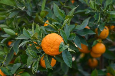 Dallarda sarkan bereketli portakalların etrafını saran yemyeşil yapraklar verimli bir korulukta güneşleniyorlar..