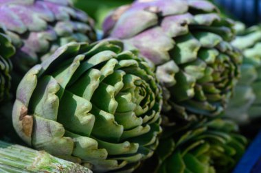Taze yeşil enginarlar canlı bir çiftçi pazarında canlı bahar güneşinin altında sanatsal olarak düzenlenir..
