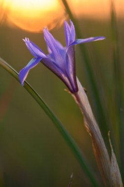 Göz kamaştırıcı bir mor çiçek zarif bir şekilde duruyor, günbatımının sıcak parıltısıyla aydınlanıyor. Yemyeşil bıçaklar, narin yaprakları çerçeveler, doğanın sanatını sakin bir ortamda sergiler..