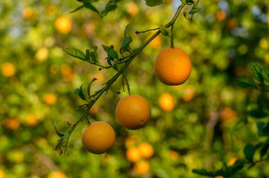 Yapraklı bir daldan sarkan altın portakallar, canlı bir meyve bahçesinde güneşin sıcacık parıltısında güneşleniyorlar..
