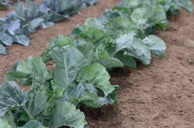 Saflar dolusu sağlıklı lahana bitkileri iyi bakılmış bir bahçede yemyeşil yaprakları yeni sürülmüş toprağa karşı sergiliyor. Büyüme ve hasat için mükemmel bir durum..