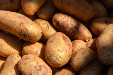 Taze hasat edilmiş altın sarısı patatesler, sıcak güneşin altında serpilmiş, sakin kırsal bir ortamda toprak dokularını sergiliyorlar, yemek pişirme maceraları için ideal..