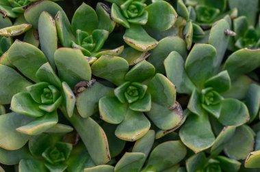 Enfeksiyonlar yaşamla dolup taşar. Güneşli bir bahçede yeşil renklerini sergilerler. Huzurlu titreşimler yayarlar..