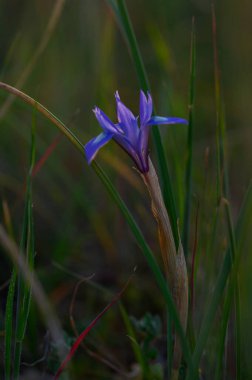 Çarpıcı bir mor çiçek zümrüt bıçaklardan zarif bir şekilde yükselir, batan güneşin sıcak parıltısıyla aydınlanır..
